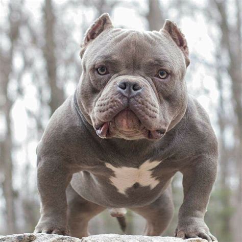 Females are generally smaller than males. . Bully mix with english bulldog